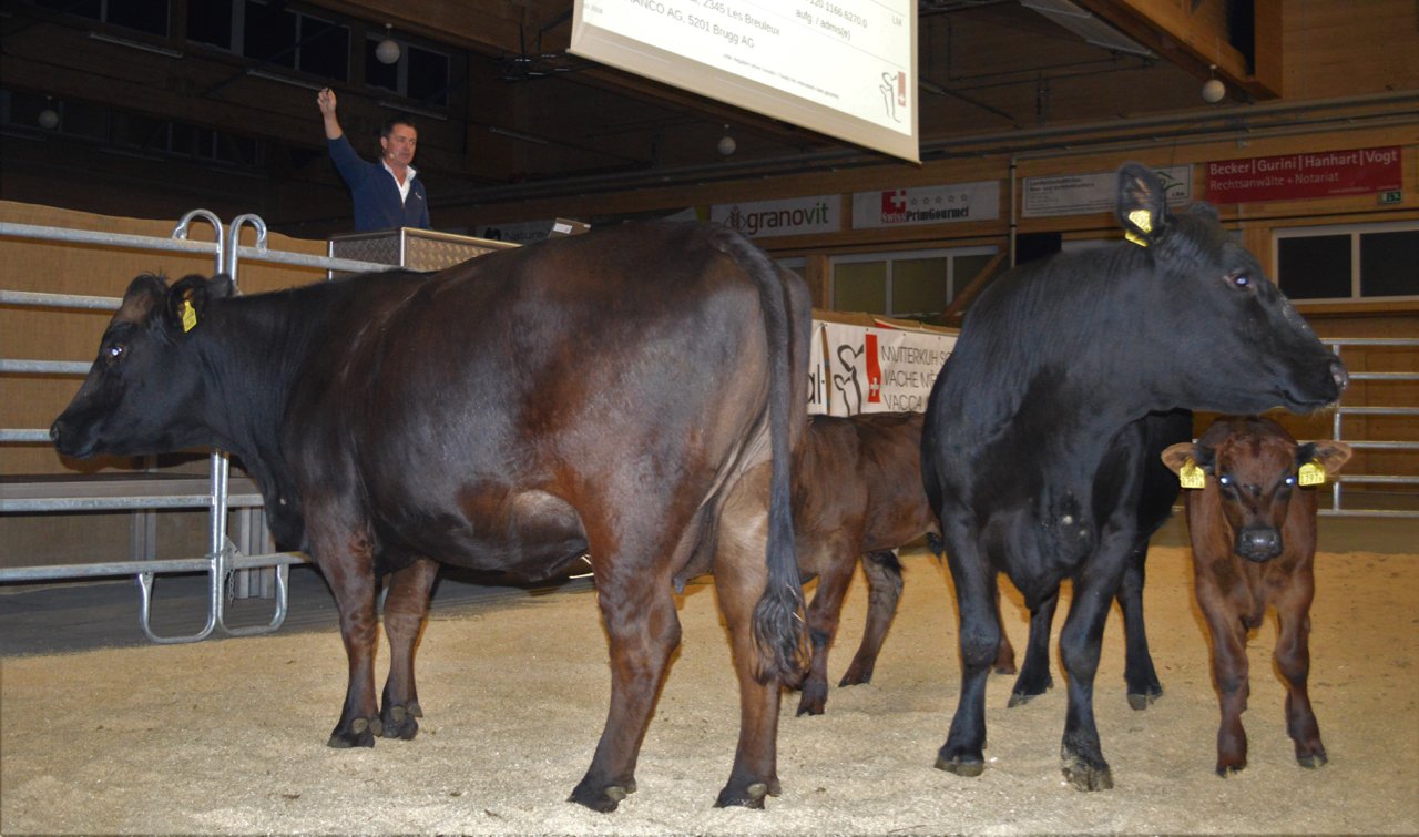 Auktionator Urs Jaquemet führte auf Deutsch und Französisch durch den Abend – und entlockte den Käufern aller Tiere ein Gebot über dem Mindesterlös. (Bild Debora Moos)