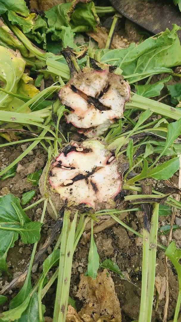 a538f97051bf45375bab3d04c89632b2bda17631c0776fac93fe4fe174aad9f3 Nach der Hitze stehen die Rüben wieder auf