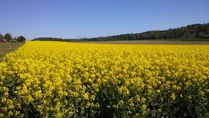 Frühjahrsschädlinge im Raps sind in Österreich bereits hoch aktiv. (Symbolbild, ji)