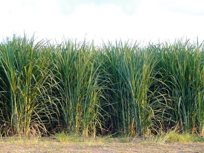 Ernterückschlag in Brasilien und Indien stützt Zuckerpreise