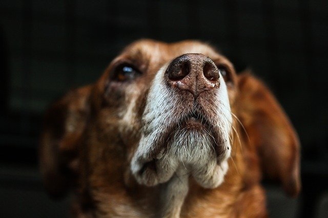 Beim Hund handelt es sich um einen zweijährigen Strassenmischling. (Symbolbild Pixabay)