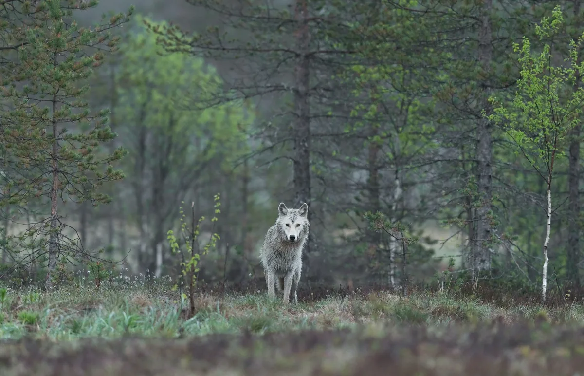 d0651542d07a497391112b5f4280d13e083f7a31 Bei der Begegnung mit einem Wolf sollte man ruhig bleiben, Abstand halten und dem Wolf die Möglichkeit zum Rückzug geben. (Bild Unsplash)