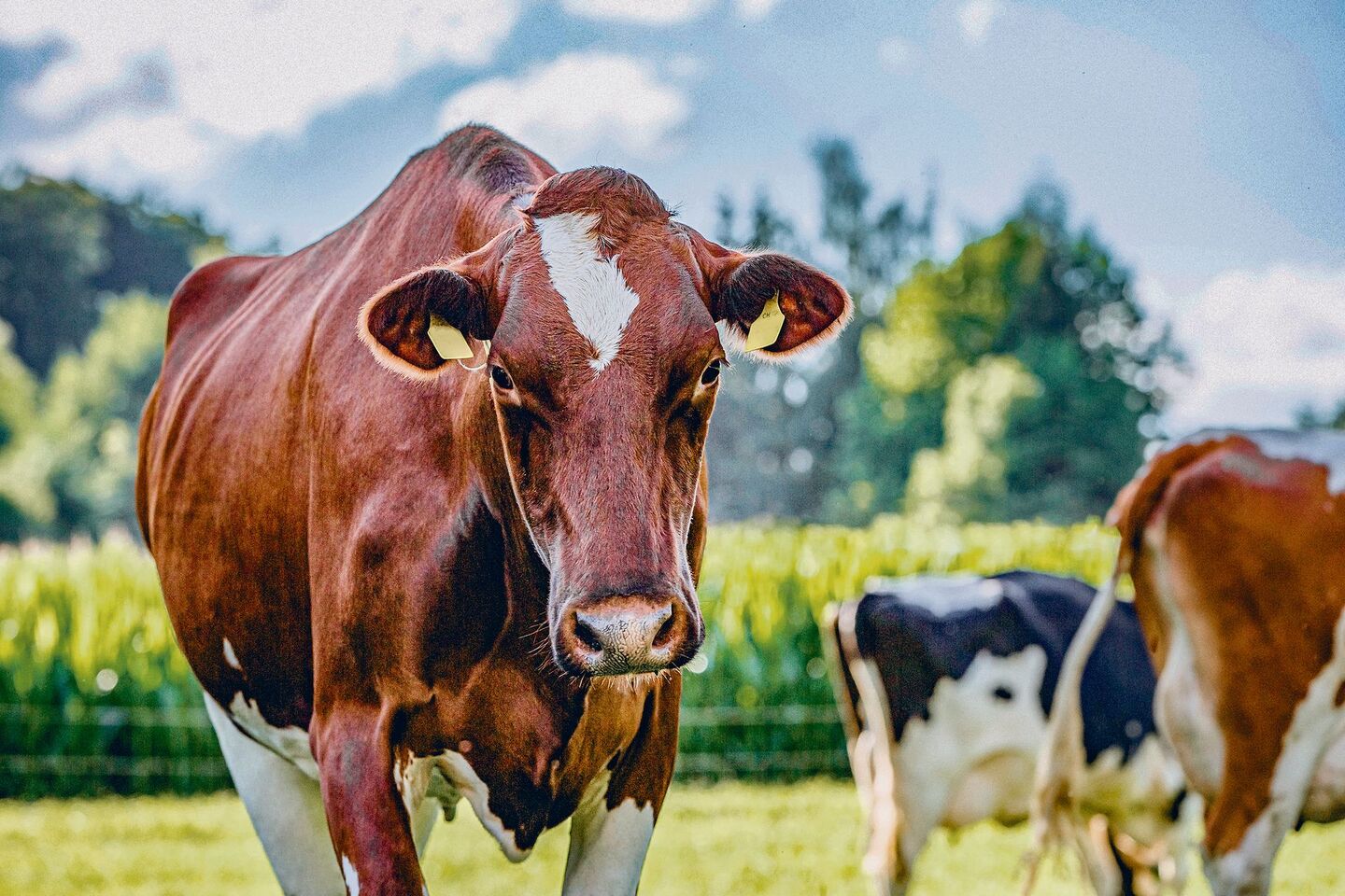 Die Kuh gilt als grosse Ernährerin und wird gleichzeitig als Klimakillerin bezeichnet. Weltweit steigt der Milchkonsum an, aber auch die Kritik an den Emissionen nimmt zu.