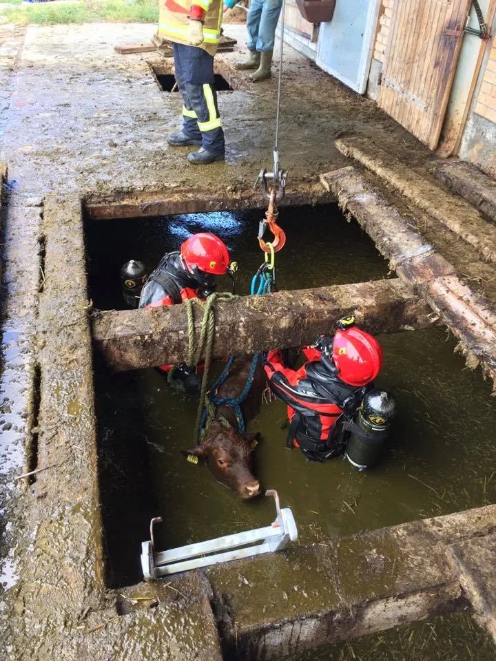 f8121a2953da22eba5c82bb354f2fcf3a5ad3e08 Die Feuerwehr konnte den Stier unverletzt bergen. (Bild Facebook Feuerwehr Stadt Bern)