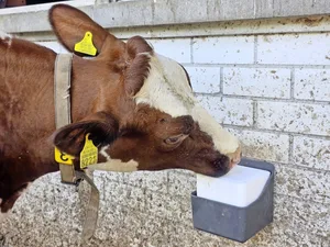 Im Sommer gut besucht: Kühe können ihren Nährstoffbedarf mit Salzlecksteinen allerdings allein oft nicht decken, da die Aufnahme durch Lecken begrenzt ist.