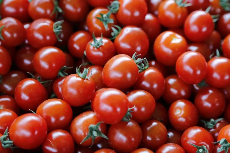 2462dad79ff54e2cda71354a893b1eb834cb9e70 In der Schweiz werden die wärmeliebenden Tomaten meist im Gewächshaus angebaut. (Bild ji)