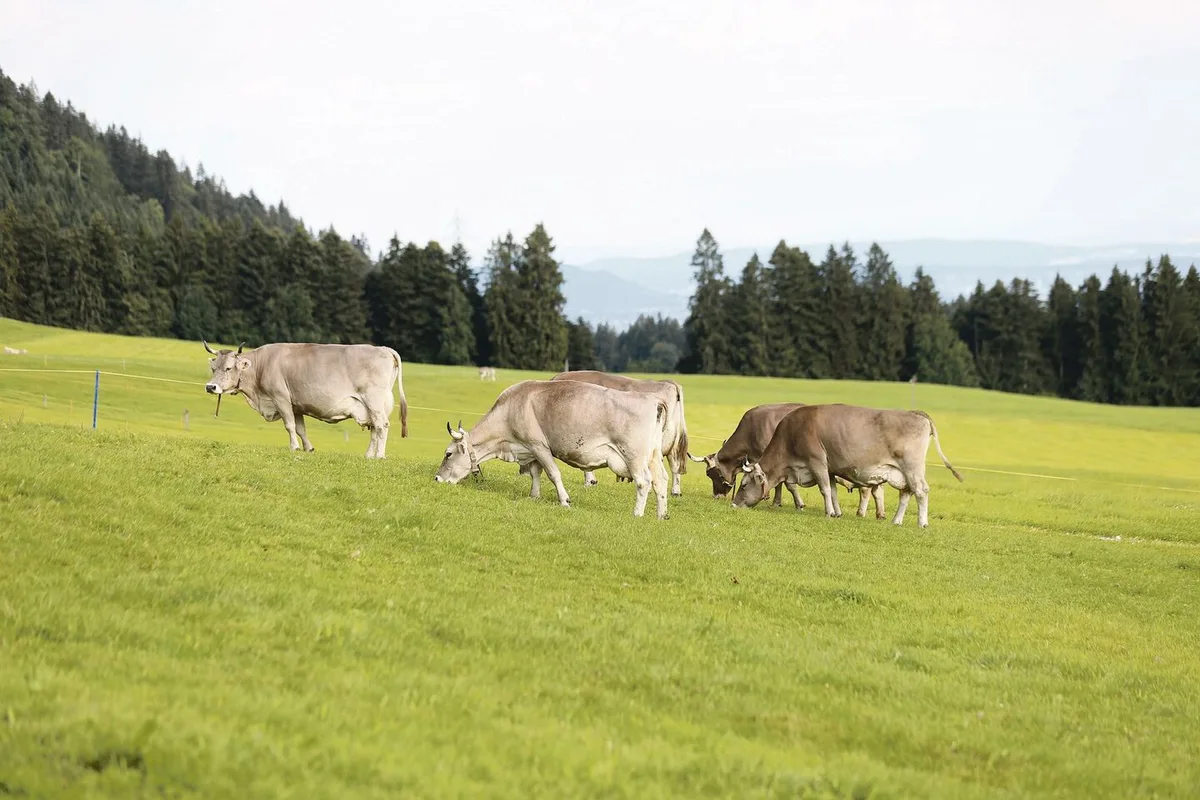 4a69cd2e6afc1df2c1c411f8c7320b20df9a27dbdeaa1cf9ef767055d59ed833 Vieh wird in Schwyz bereits viel geweidet, die Anforderungen des neuen RAUS-Weideprogramms sind aber für viele Bauern nicht praxistauglich.