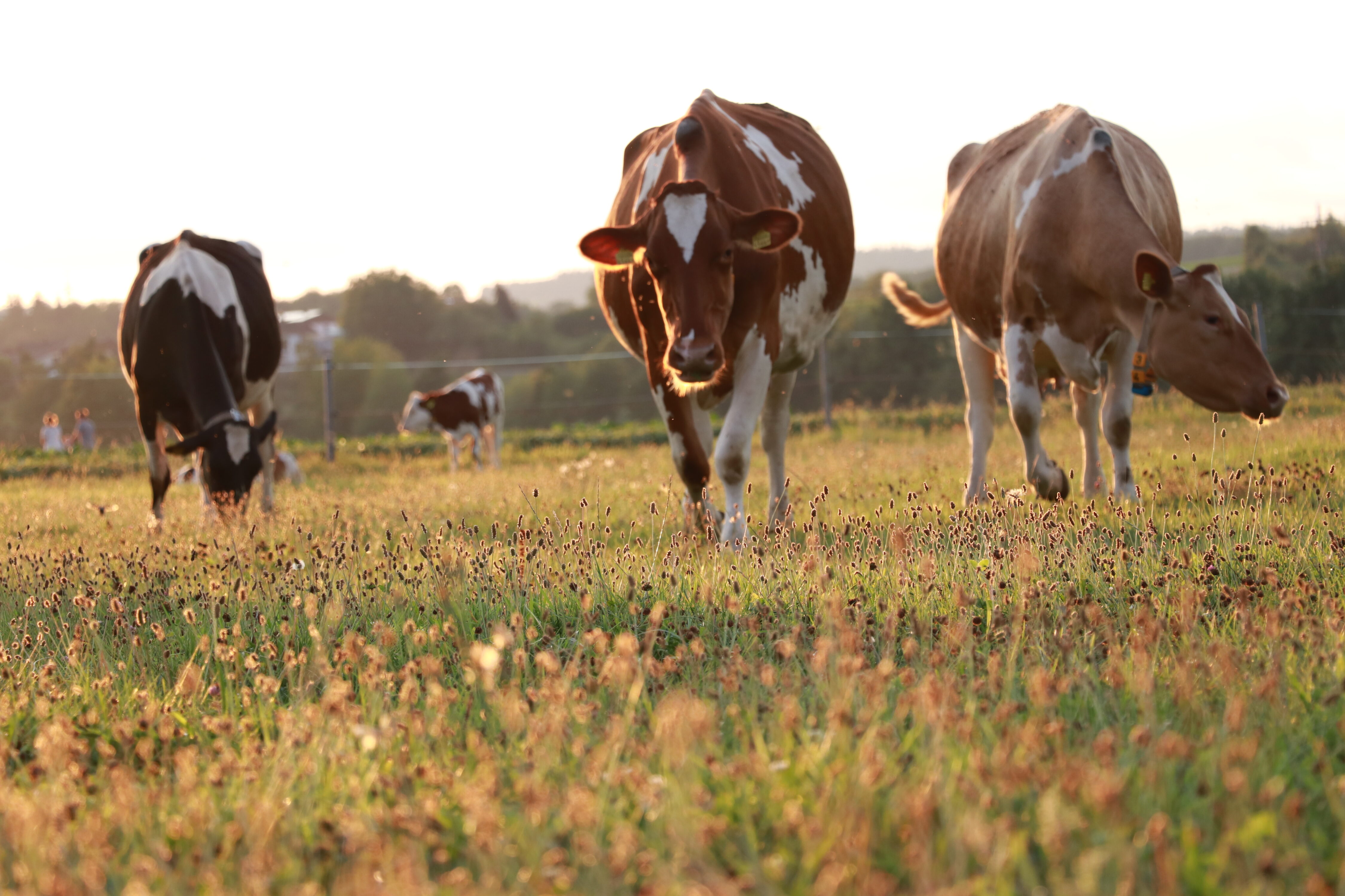Mit steigenden Temperaturen verändert sich auch das Umfeld für Weideparasiten.