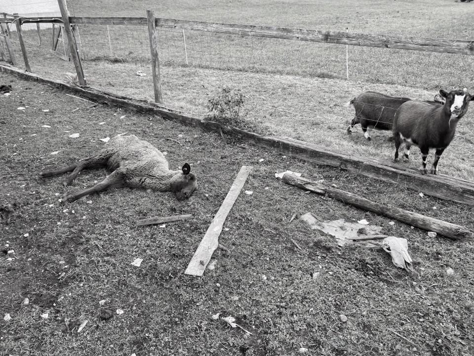 Der Argumentation des Gerichts zufolge genügt die Gefahr von Tierleben nicht als Begründung für eine Haft oder eine Entlassung mit Haltungsverbot. (Bild Kapo AG)
