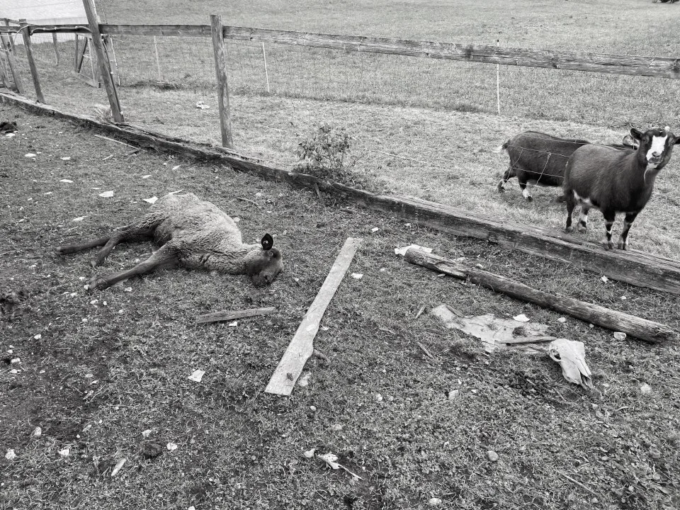 2e22146774524dc5823598522731fc5c4566e1e9 Der Argumentation des Gerichts zufolge genügt die Gefahr von Tierleben nicht als Begründung für eine Haft oder eine Entlassung mit Haltungsverbot. (Bild Kapo AG)