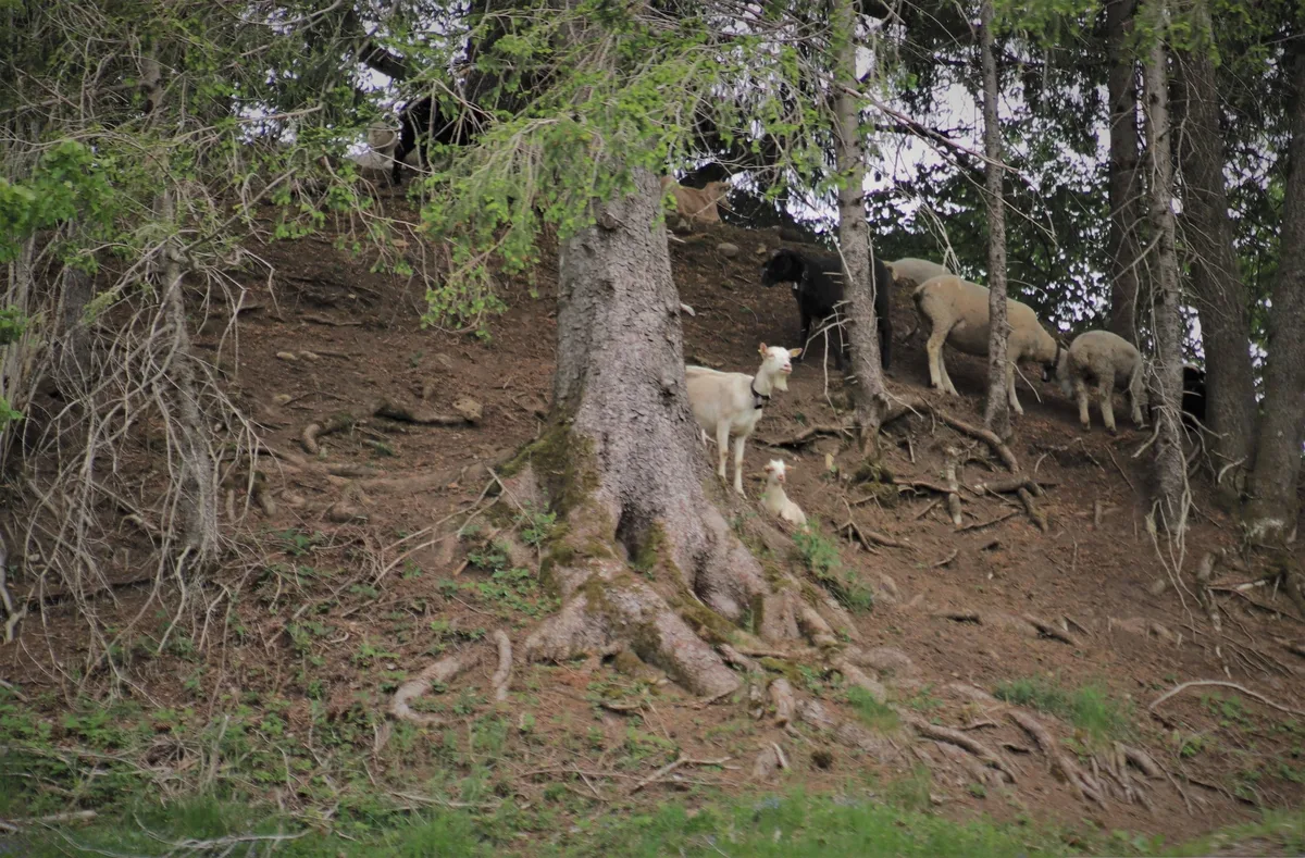 Der Berner Bauernverband hält wenig von einer kantonalen Wolfs-Initiative