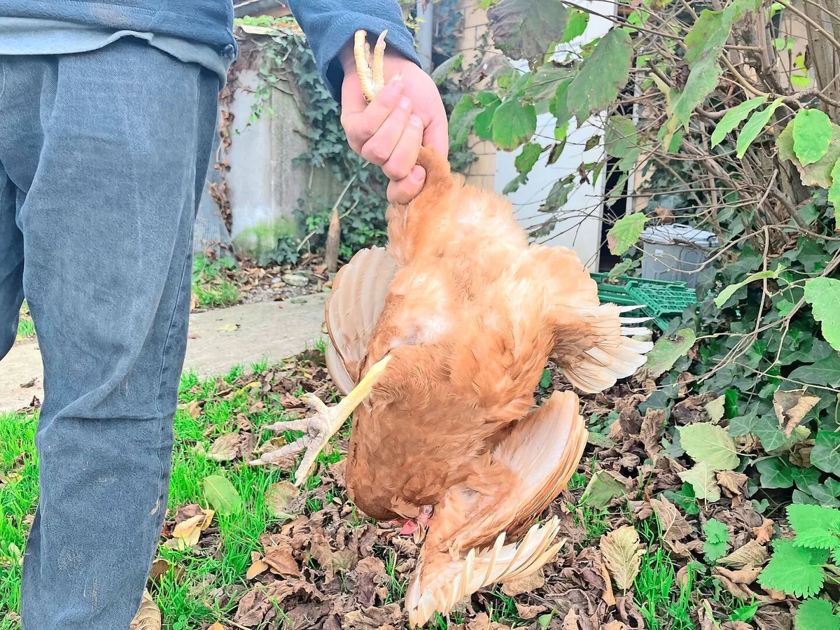 Weil Hühner kein Zwerchfell haben, drücken ihnen beim Kopfübertragen die Organe auf ihre Lungen und sie bekommen Atemnot.
