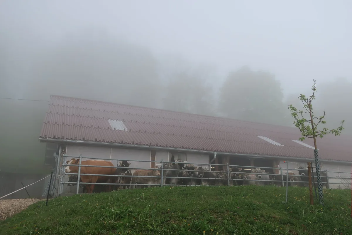 Laufhof_im_Nebel Es bleibt bei 26 Tagen Auslauf pro Monat von Mai bis Oktober im Berggebiet