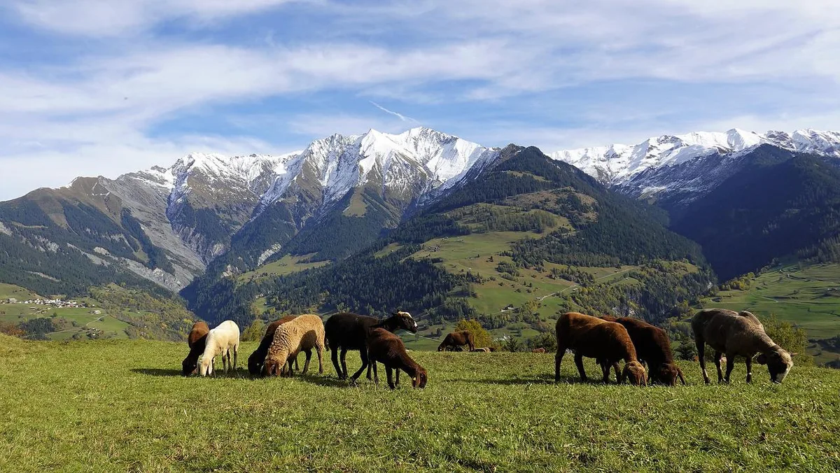 sheep-g1e49f8083_1280 Herdenschutz mit Hunden funktioniert gemäss Agridea-Studie gut