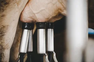 Der Melkroboter-Anteil in der Schweiz liegt heute bei 10 Prozent, längerfristig soll er auf 80 Prozent steigen. Alleine im Jahr 2020 wurden in der Schweiz 300 Melkroboter verkauft. Bild: Adobe Stock