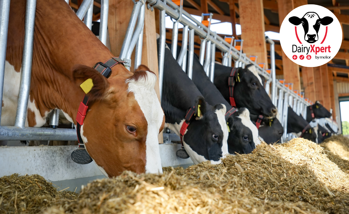DairyXpert: Das neue Milchviehfütterungskonzept von melior