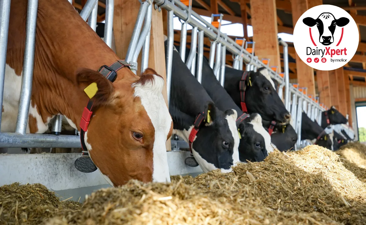 2_Titelbild DairyXpert: Das neue Milchviehfütterungskonzept von melior