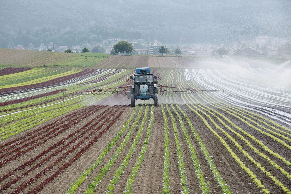 Bis zu 93 % Prozent der Spezialkultur-Betriebe würden laut Agroscope mit der Annahme der Trinkwasser-Initiative auf Direktzahlungen verzichten. Deshalb wäre ihre Wirkung sehr gering, so der SBV.(Bild LID)