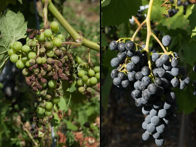 002998f967139b33b98bd717fdcd01db4467bcf9 Links: Chasselas mit Symptomen von Falschem Mehltau. Rechts: Divico ganz ohne Symptome. (Bild Agroscope)