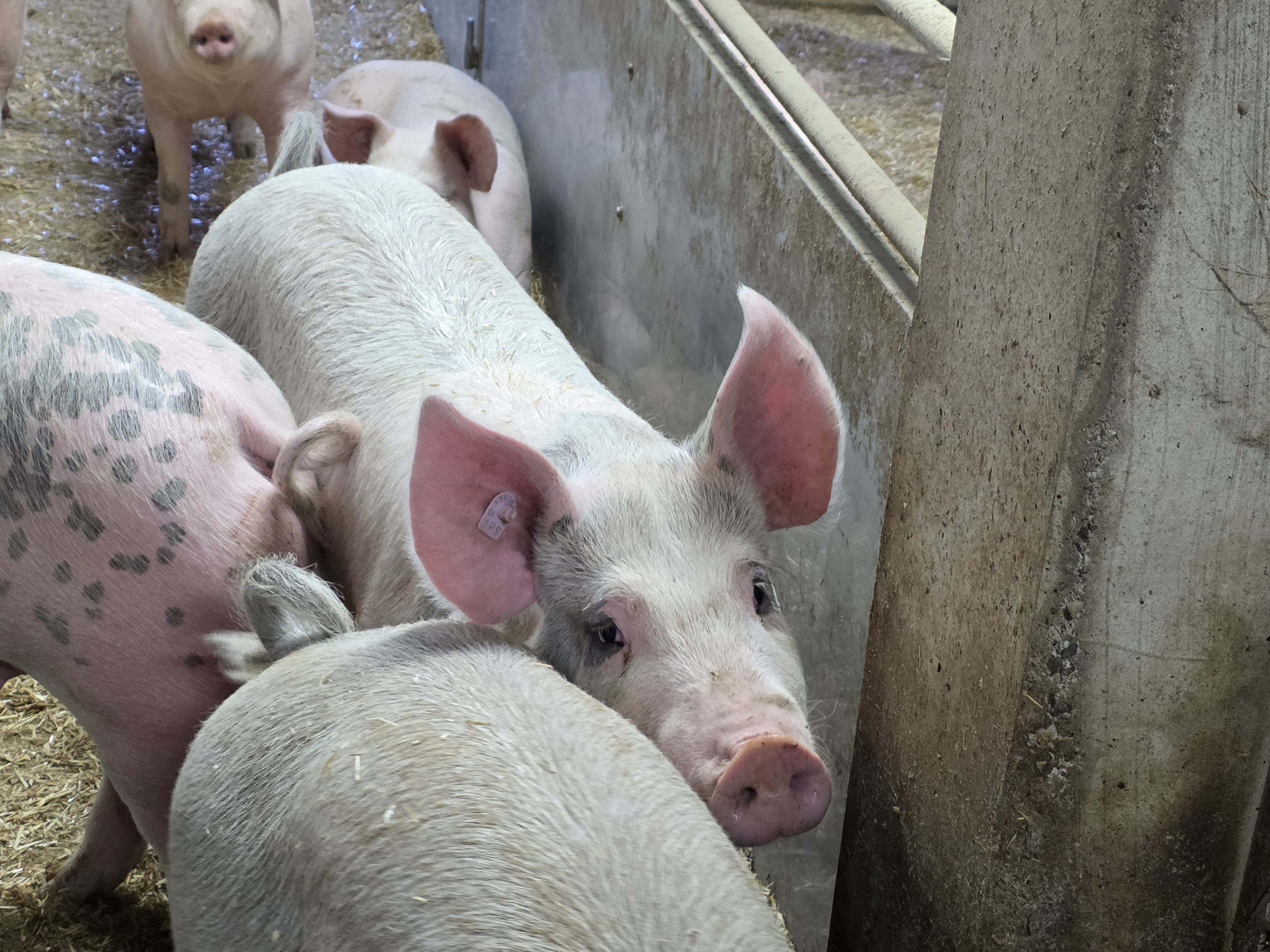 Die von EP betroffenen Zuchtbetriebe sind geräumt, die Mastbetriebe weiterhin gesperrt.