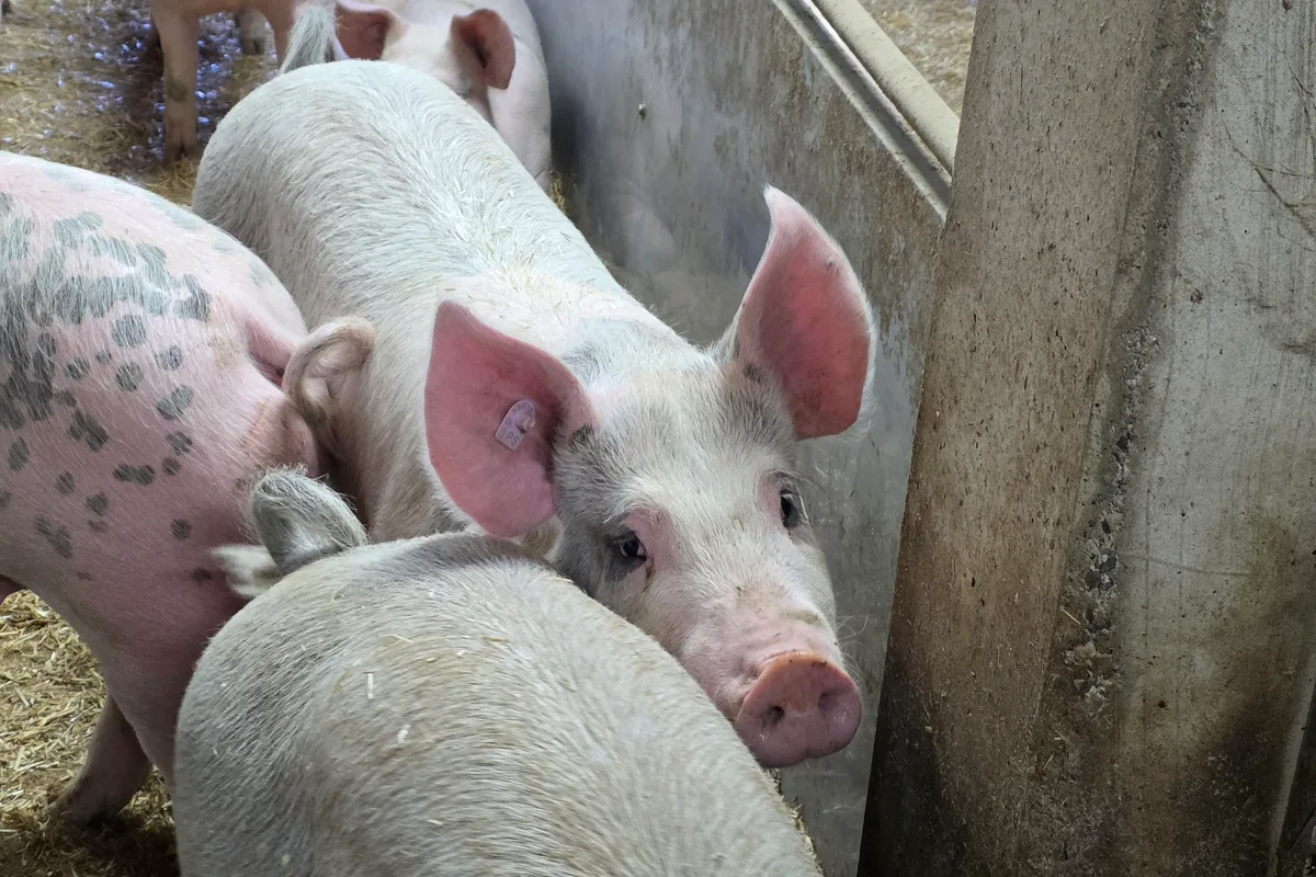 20260318_162622.jpg Die von EP betroffenen Zuchtbetriebe sind geräumt, die Mastbetriebe weiterhin gesperrt.