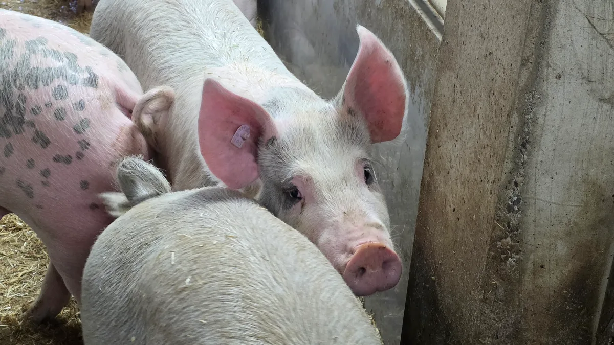 20260318_162622.jpg Die von EP betroffenen Zuchtbetriebe sind geräumt, die Mastbetriebe weiterhin gesperrt.