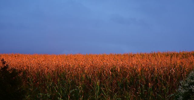Extreme Wetter- und Klimaereignisse wie Dürren und Frost würden die Pflanzenproduktion sowie die Handelsmuster und die Einkommensverteilung in der europäischen Landwirtschaft verändern. (Symbolbild Pixabay)
