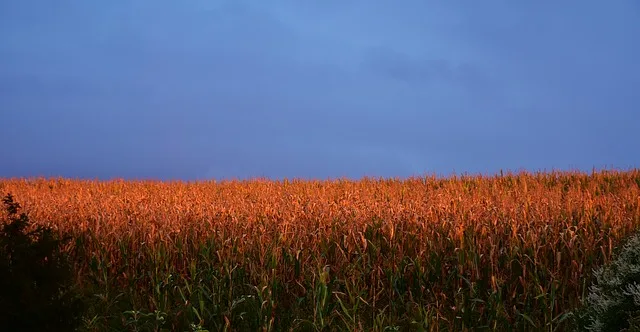 Extreme Wetter- und Klimaereignisse wie Dürren und Frost würden die Pflanzenproduktion sowie die Handelsmuster und die Einkommensverteilung in der europäischen Landwirtschaft verändern. (Symbolbild Pixabay)