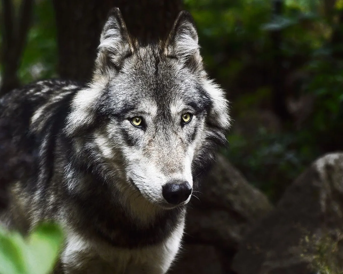 Der Wolf breitet sich auch in der Romandie weiter aus. Im Kanton Waadt hat sich ein zweites Rudel etabliert.