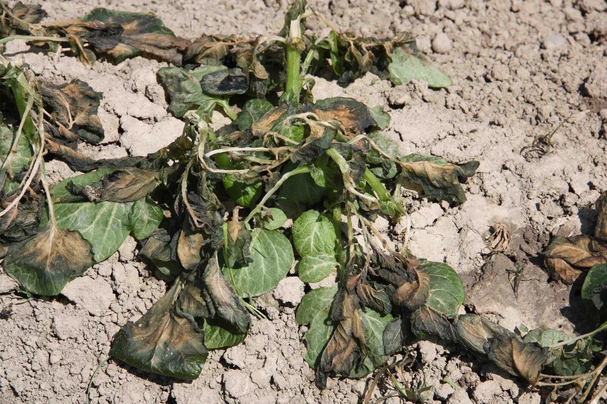 954d710bd69f1acef3eb7680564aa0e708c62d20 Diese Frühkartoffeln hatte der Wind abgedeckt. Ohne Schutz hatten sie beim Frost keine Chance. (Bild aw)
