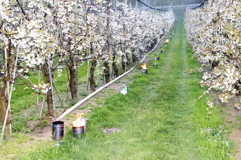 0bb5f230a85f35e9ea167ee028197cd06e294f90 Mit Frostkerzen wird diese Steinobstkultur vor Kälte geschützt. (Bild RoMü)