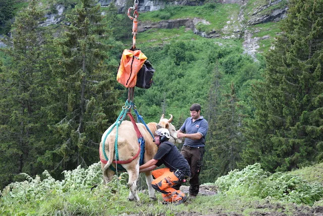 0eaec8fa87e6ba1179a5e80dd974908bfe5de2ef Nachdem das Tier aus der Gletschermühle gerettet worden ist, wurde es mit dem Helikopter zurück auf die Alp gebracht. (Symbolbild Peter Fankhauser)