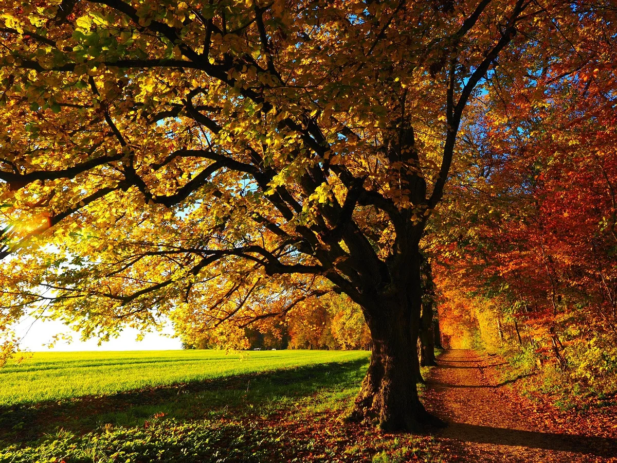 autumn-g59d5de19f_1920 Der wärmste Oktober seit Messbeginn geht zu Ende