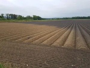 Fruchtbare Böden – wie hier im Berner Seeland – sollen dank guter Karten besser geschützt werden können. (Bild ji)
