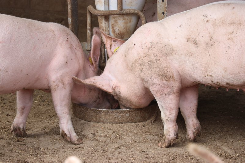 Prosus: Gemeinsam und gestärkt aus der Krise