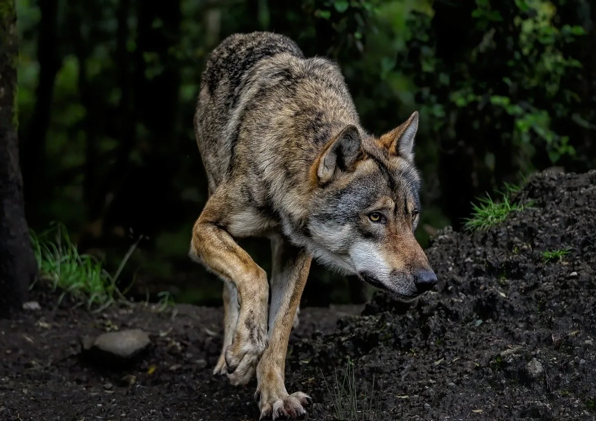 Wölfe greifen in Glarus Süd erneut Kälber an
