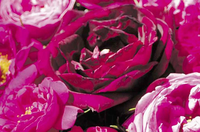 5d0d0cd4fea33a32bd6e033acc4f59a94637de0d Rosen begleiten uns durchs ganze Jahr auch in der Küche. Gepflegt bereiten sie mehr Freude. (Bild Brigit Buser)