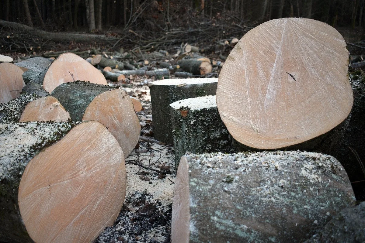 Holz_wald_artur_pawlak Richtpreise für Rohholz sollen dem Wald mehr Stabilität bringen