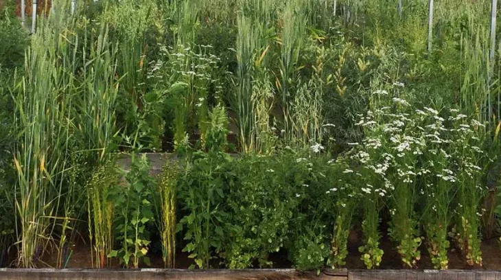 01390b433d6ec7c92c1e05814373f7a36e45d0b3 Mischkulturen profitieren vom Biodiversitätseffekt: Diverse Ökosysteme können ihre Funktionen besser erfüllen, Ressourcen besser nutzen und haben in der Regel eine bessere Schädlingskontrolle. (Bild C. Schöb, Crop Diversity Experiment/ETH Zürich)