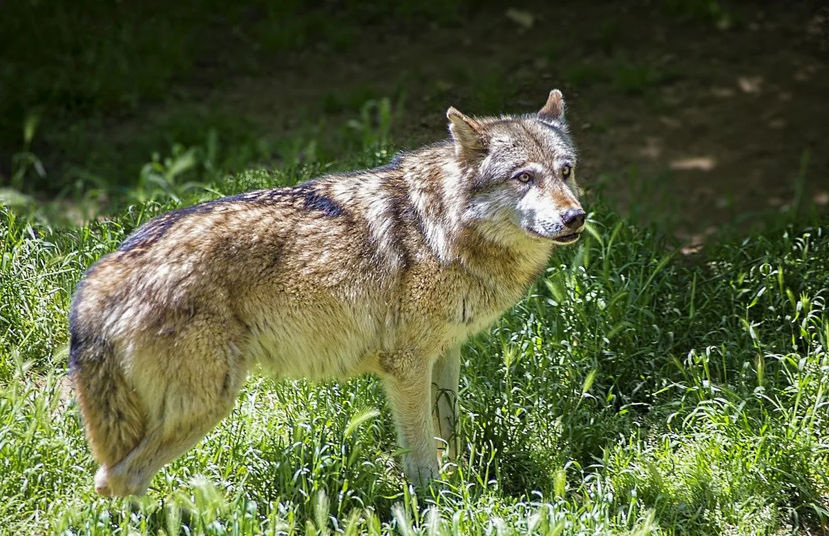Junglandwirte wollen Wölfe das ganze Jahr regulieren