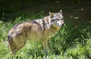 Die Wolfsproblematik mache rasches Handeln auf allen Ebenen erforderlich.