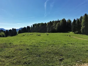 Zur Sömmerungs-Vorbereitung gehören Klauenpflege, die Umstellung auf Weidefutter und bei Bedarf mit Impfungen oder Entwurmungen. Bild: Pierre Gerber