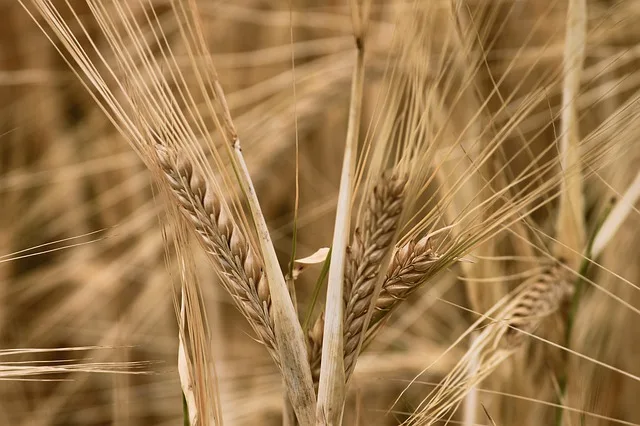 44dbbb010af1abbde5978806defe0cb36fb88dcf Die Analysen der Getreideernte führt Swiss Granum in Zusammenarbeit mit Agroscope durch. (Bild Pixabay)