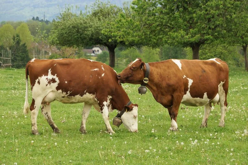 Beim Zugriff wurden die Leistungsdaten einer Milchkuh manipuliert. (Bild Ruth Aerni)
