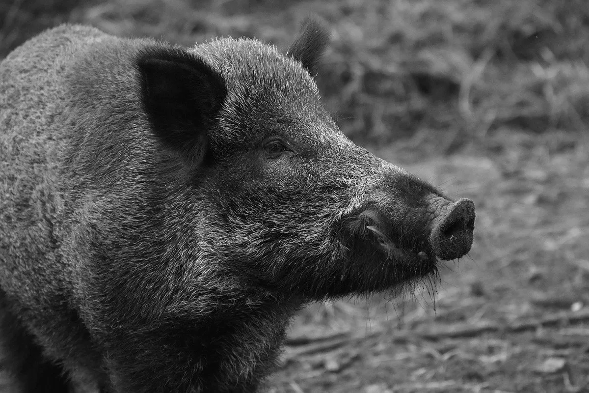 d82701612b369e8a0168d9ebed44ad55752c2d34 In Deutschland wurde zum ersten Mal bei einem toten Wildschwein nahe der Grenze zu Polen die Afrikanische Schweinepest nachgewiesen worden. (Bild Pixabay)