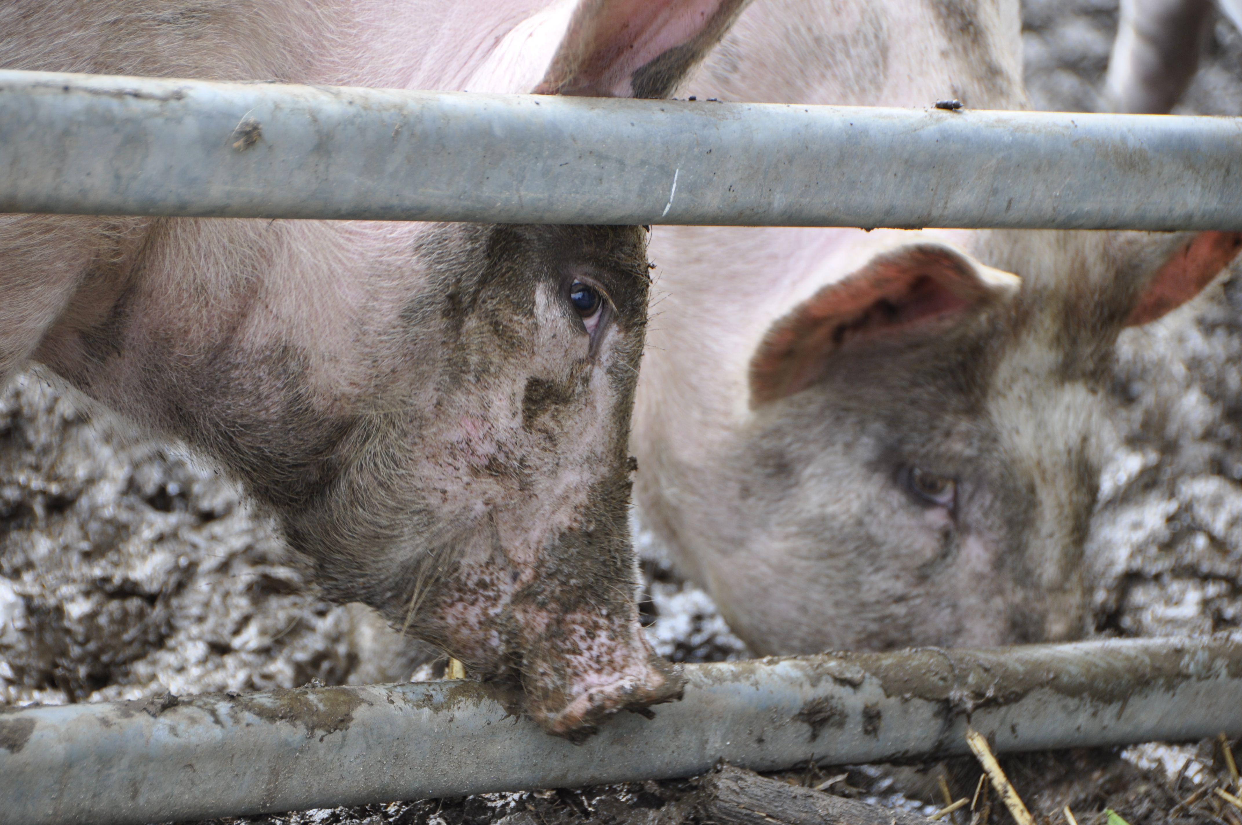 Der Schweizer Tierschutz bemängelt, dass für die Verbesserung des Tierwohls der zahlreichen Schweine und des Geflügels in der Schweiz keine Massnahmen vorgesehen sind.