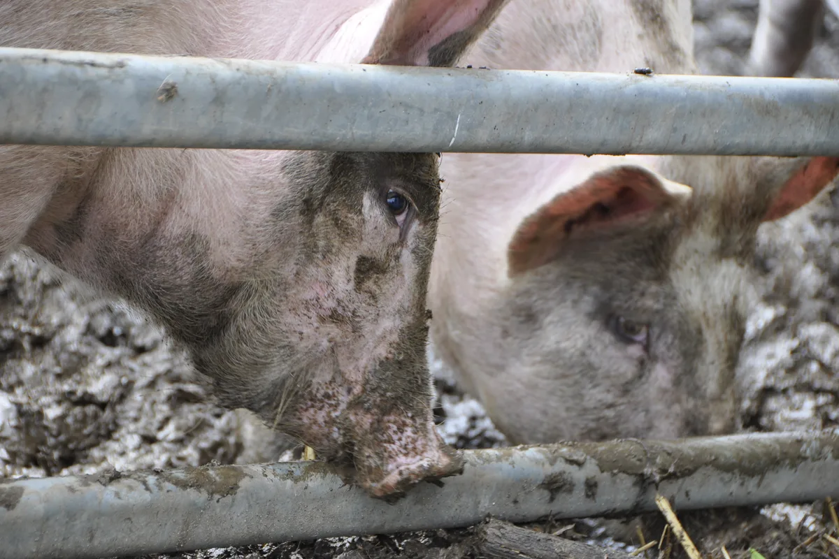 Freiland Schwein Demeter Auslauf Draussen Der Schweizer Tierschutz bemängelt, dass für die Verbesserung des Tierwohls der zahlreichen Schweine und des Geflügels in der Schweiz keine Massnahmen vorgesehen sind.