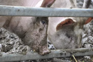 Der Schweizer Tierschutz bemängelt, dass für die Verbesserung des Tierwohls der zahlreichen Schweine und des Geflügels in der Schweiz keine Massnahmen vorgesehen sind.