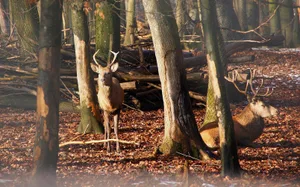 In verschiedenen Regionen Graubündens müssen die Bestände von Hirschen und Rehen auf der Sonderjagd noch reguliert werden.