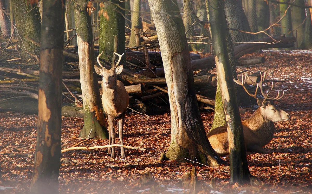 hirsche Graubünden hofft auf eine gute Sonderjagd
